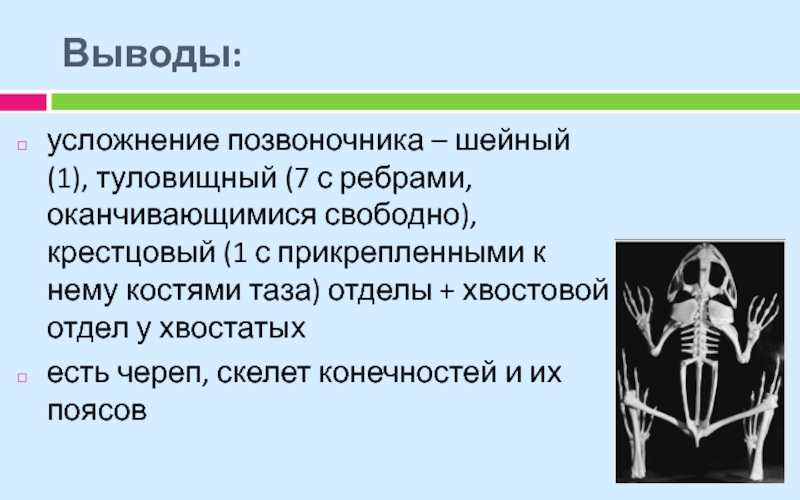 7 класс усложнение строения животных презентация