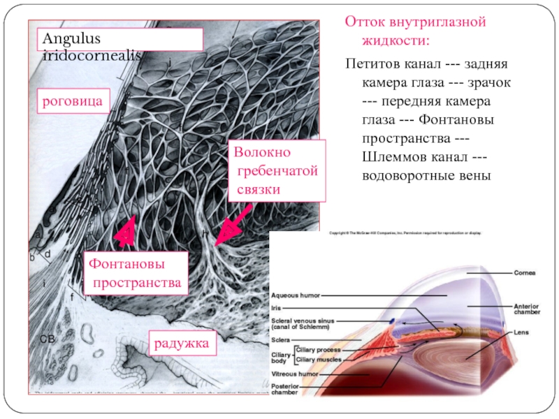 Схема оттока внутриглазной жидкости