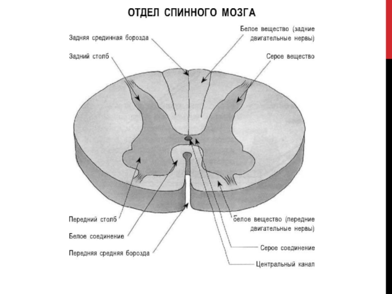 Схема сегмента спинного мозга