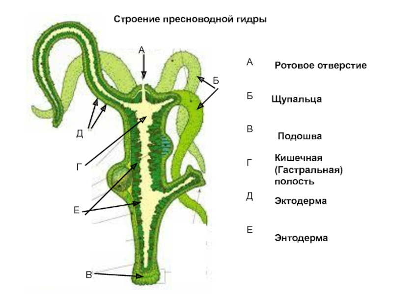 Рисунок на тему кишечнополостные