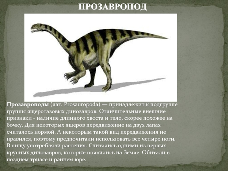 Прозавроподы (лат. Prosauropoda) — принадлежит к подгруппе группы ящеротазовых динозавров. Отличительные внешние признаки - наличие длинного хвоста и