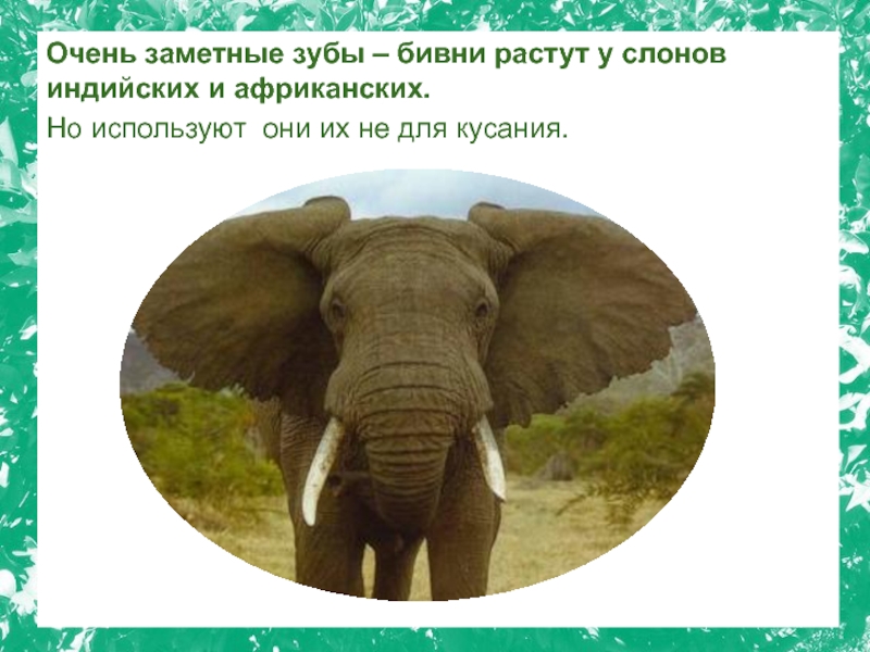 Вырасти слона. Бивни слонов. Зачем слону бивни. Как растут бивни у слона.