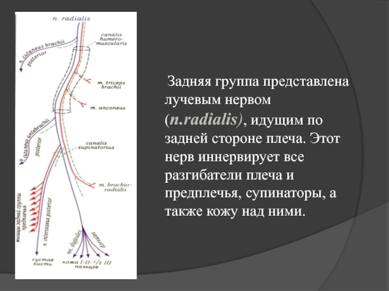 Лучевой нерв схема