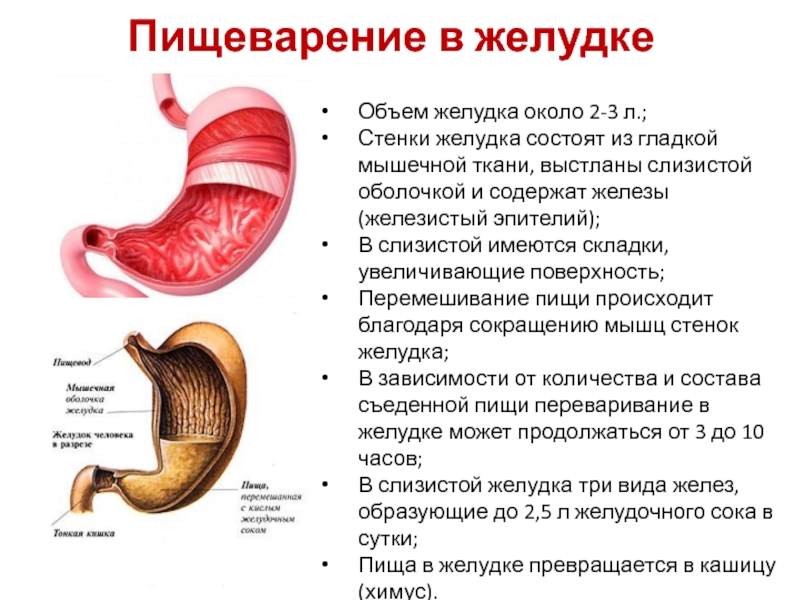 Ткани желудка. Вместимость желудка. Мышечная ткань желудка. Стенка желудка состоит из.