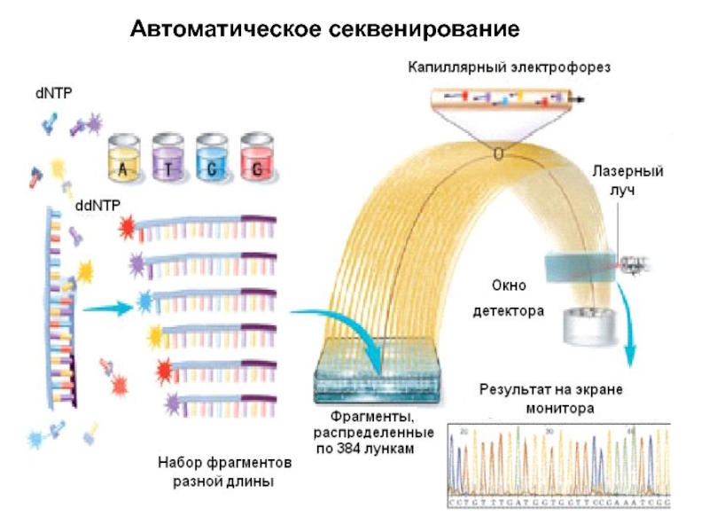 Секвенирование по сэнгеру схема