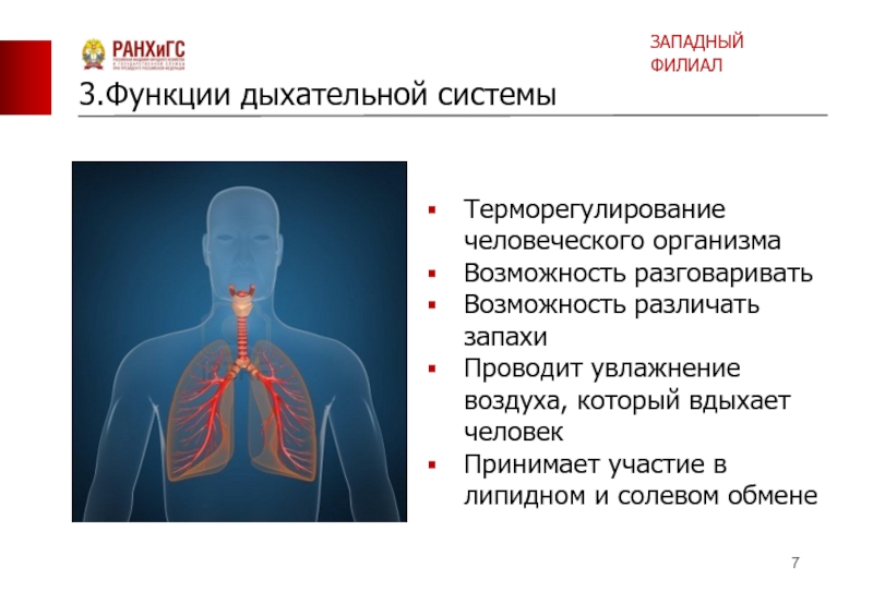 Роль дыхания в жизнедеятельности. Роль дыхательной системы в жизнедеятельности человека. Дыхательная функция волос. Врач который занимается дыхательной системой. В чем заключается биологическая роль дыхания в организме человека.