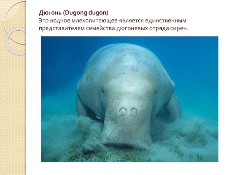 Дюгонь (Dugong dugon) Это водное млекопитающее является единственным представителем семейства дюгоневых отряда сирен.