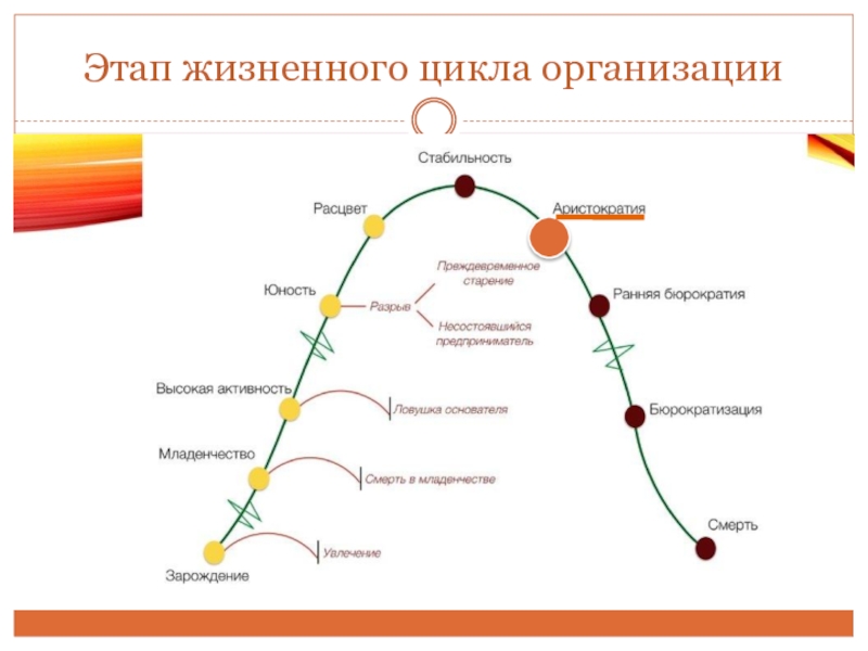 Стадии жизненного цикла дать характеристику