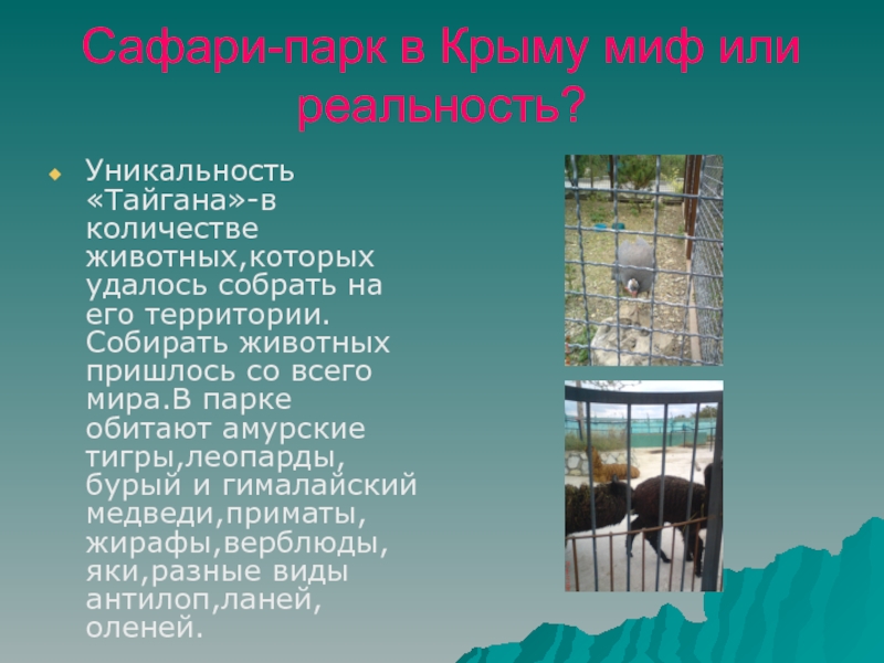 Сообщение о зоопарке. Сафари парк Львов в Крыму. Зоопарк Тайган Ялта. Сообщение о заповеднике Тайган. Тайган сафари парк в Крыму на карте.