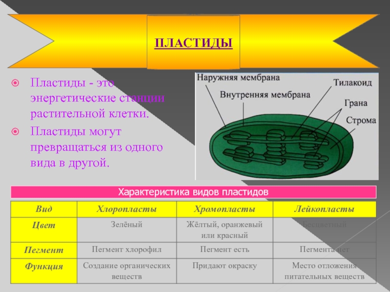 Пластиды. Пластиды таблица. Пластиды строение и функции таблица 6 класс. Строение и функции пластидов в растительной клетке. Царства, для которых характерны пластиды в клетках.