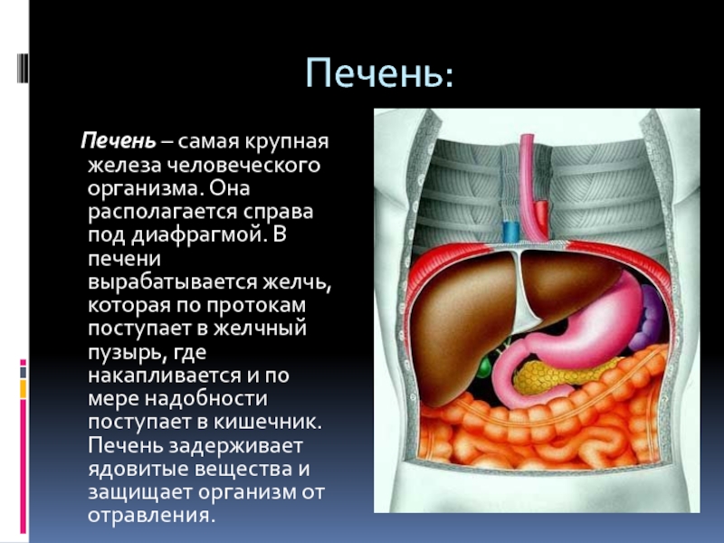 Крупные железы. Пузырь в организме человека. Что такое желчь в организме человека.