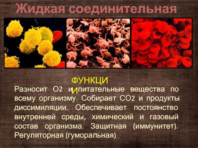 Обеспечивает постоянство внутренней среды. Разносит питательные вещества. Что разносит питательные вещества по всему телу. Благодаря чему питательные вещества разносятся по организму. Разносит питательные вещества по организму.