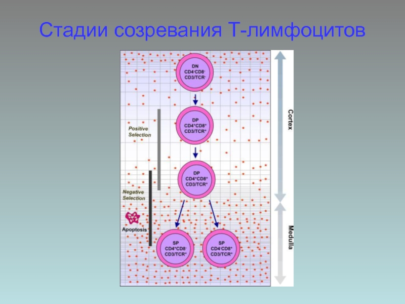 Созревание т лимфоцитов схема