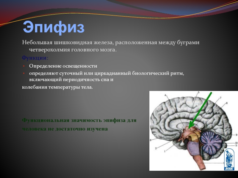 Головные железы. Четверохолмие и эпифиз. Функция эпифиза в головном мозге. Эпифиз регулируемые процессы. Функции шишковидной железы головного мозга.