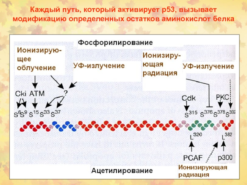 Аминокислотные остатки в белках. Фосфорилирование гистонов. Модификация аминокислотных остатков. Фосфорилирование аминокислот. Ацетилирование метилирование фосфорилирование гистонов.