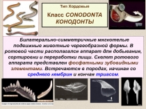 Тип Хордовые
Класс CONODONTA КОНОДОНТЫ
Билатерально-симметричные мягкотелые