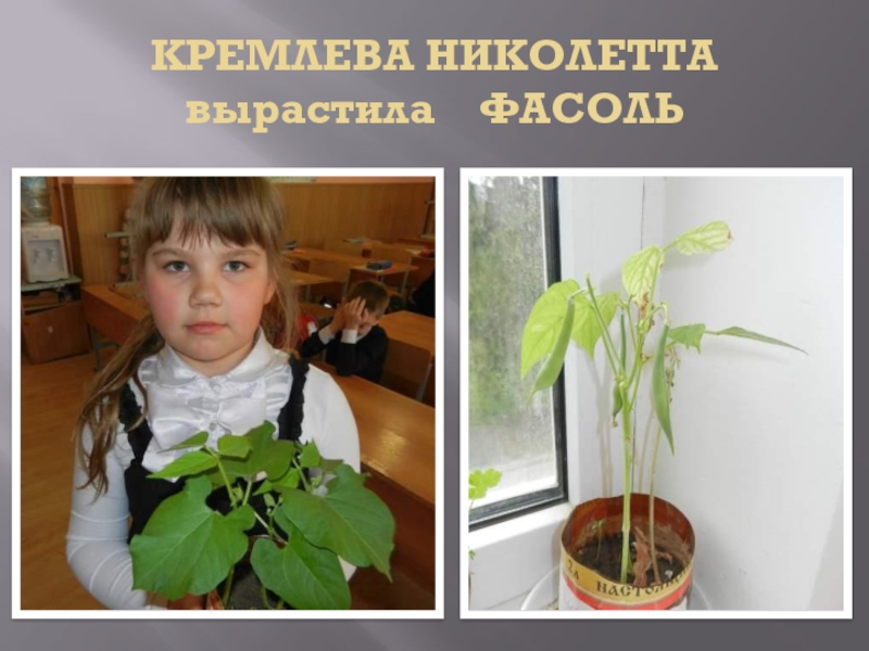 Выростим или вырастем. Проект вырастить растение. Проект по выращиванию растений. Проект выращивание фасоли. Проект как вырастить растение.
