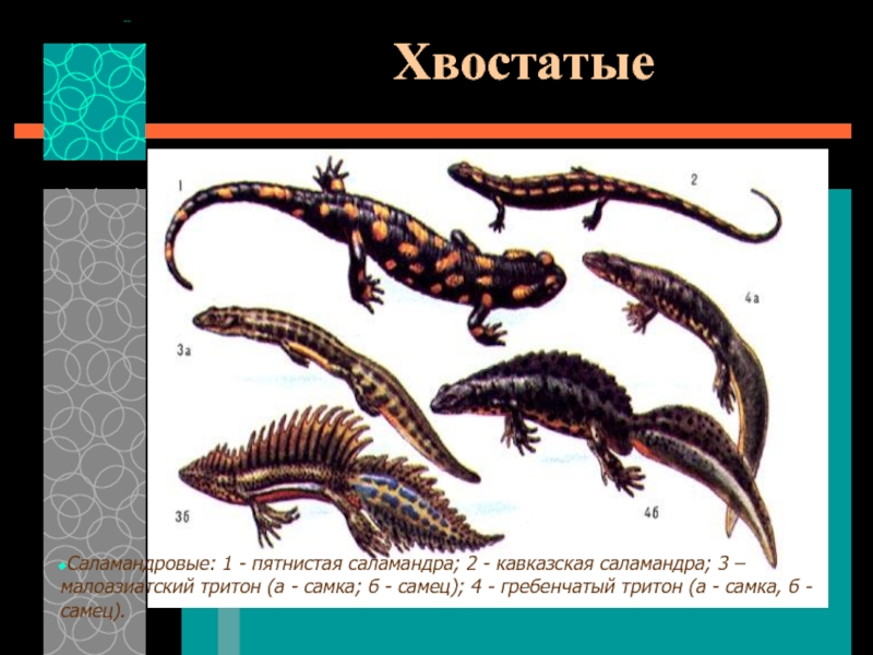 На рисунке изображено одно из проявлений жизнедеятельности самца и самки тритона какое свойство