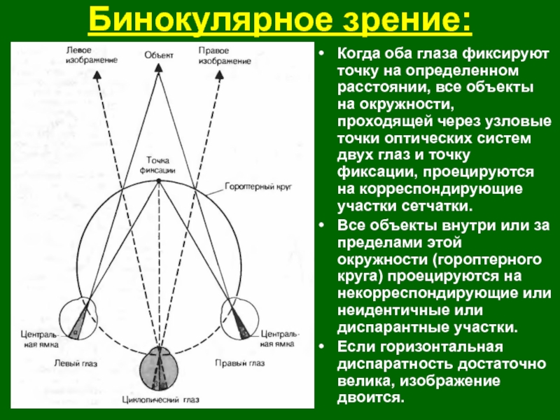 Что такое идентичные и диспаратные точки сетчатки каково их значение в восприятии изображения