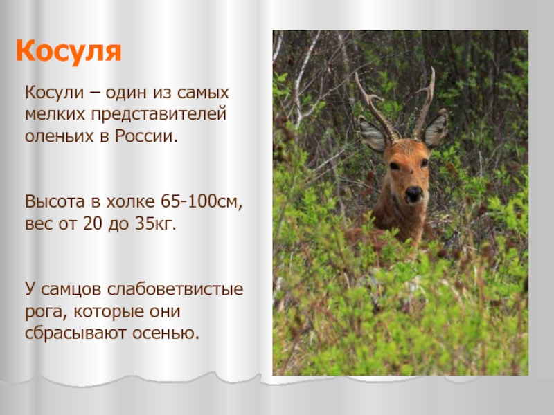 КосуляКосули – один из самых мелких представителей оленьих в России.Высота в холке 65-100см, вес от 20 до