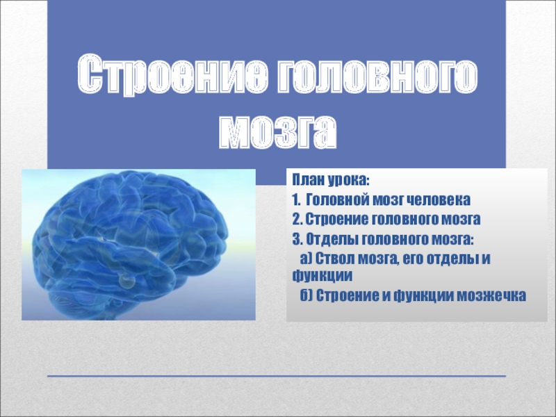 Презентация Строение головного мозга