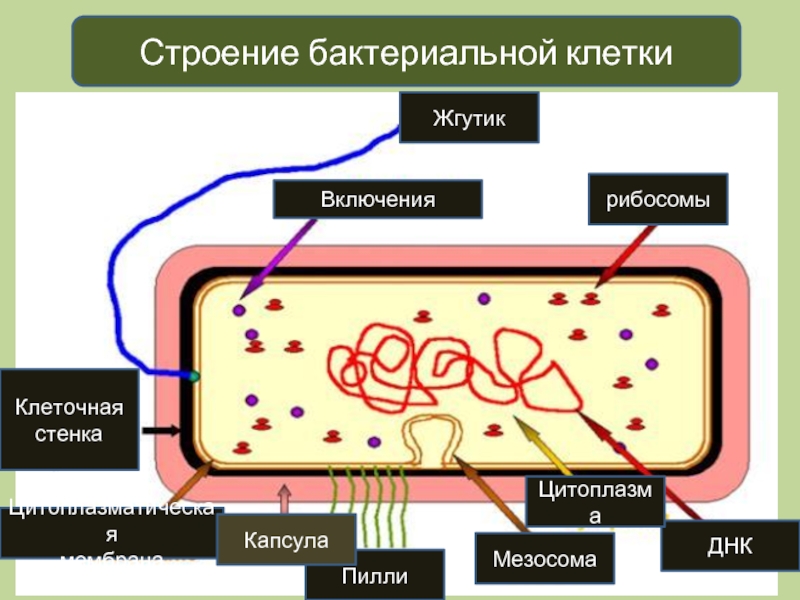 Цитоплазматическая мембрана мезосомы. Мезосомы мембрана бактерий. Строение прокариотической бактериальной клетки. Цитоплазма бактериальной клетки. Прокариотическая клетка бактерии.
