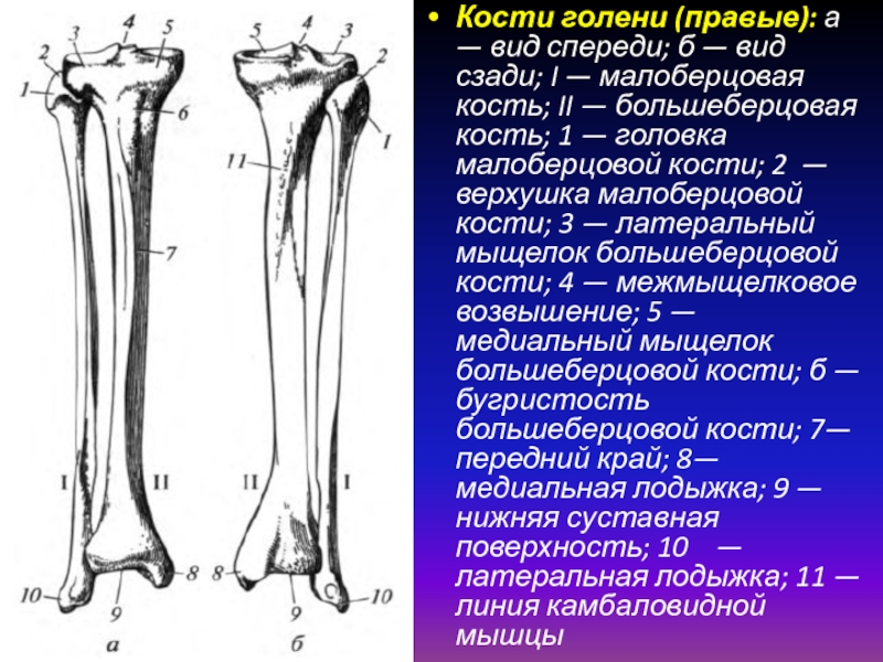 Мыщелок ноги. Кости голени малоберцовая кость. Строение костей голени вид спереди анатомия. Кости голени малоберцовая кость большеберцовая. Строение кости голени вид спереди.