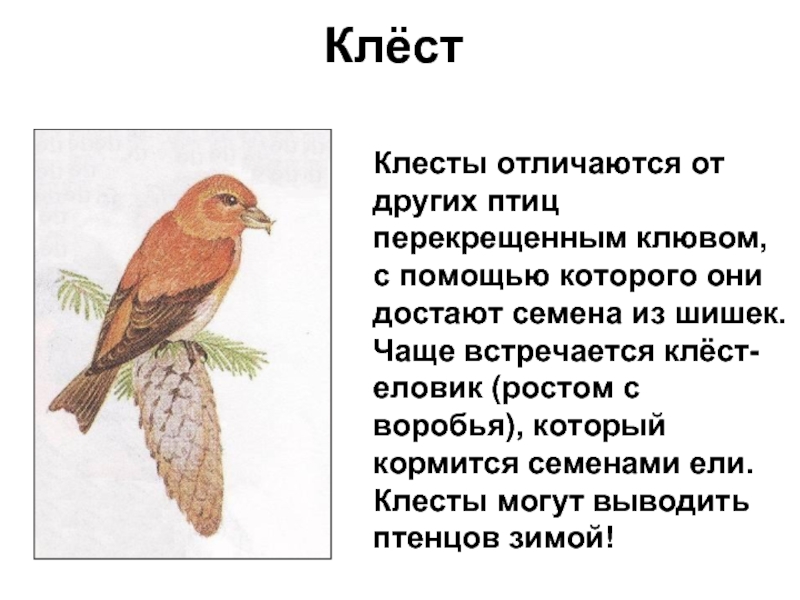 Клёст  Клесты отличаются от   других птиц перекрещенным клювом, с помощью которого они достают семена