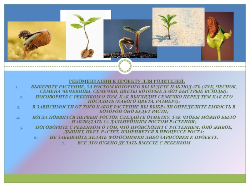 Выбери растение. Рекомендации к проекту. Проект волшебное семечко. Наблюдение за ростом чечевицы. Человек наблюдает за ростом растения.