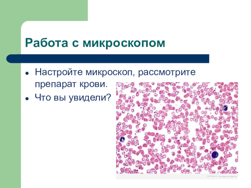 Препарат крови тест. Препараты крови. Рассматривают препарат крови. Урок обобщение по теме кровь и кровообра. Как делать препарат крови для микроскопа.
