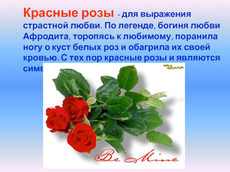 Красные розы - для выражения страстной любви. По легенде, богиня любви Афродита, торопясь к любимому, поранила ногу