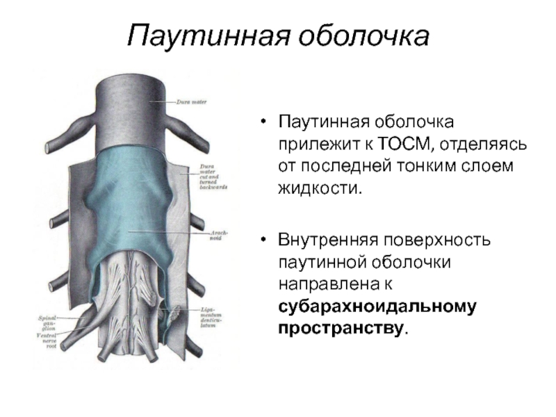 Паутинная оболочкаПаутинная оболочка прилежит к ТОСМ, отделяясь от последней тонким слоем жидкости.Внутренняя поверхность паутинной оболочки направлена к