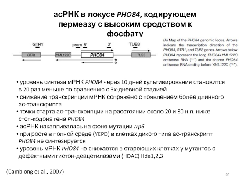 Уровень синтеза. Культивирование МРНК. Описание локуса. Локусы синтеза. МРНК механик 300.