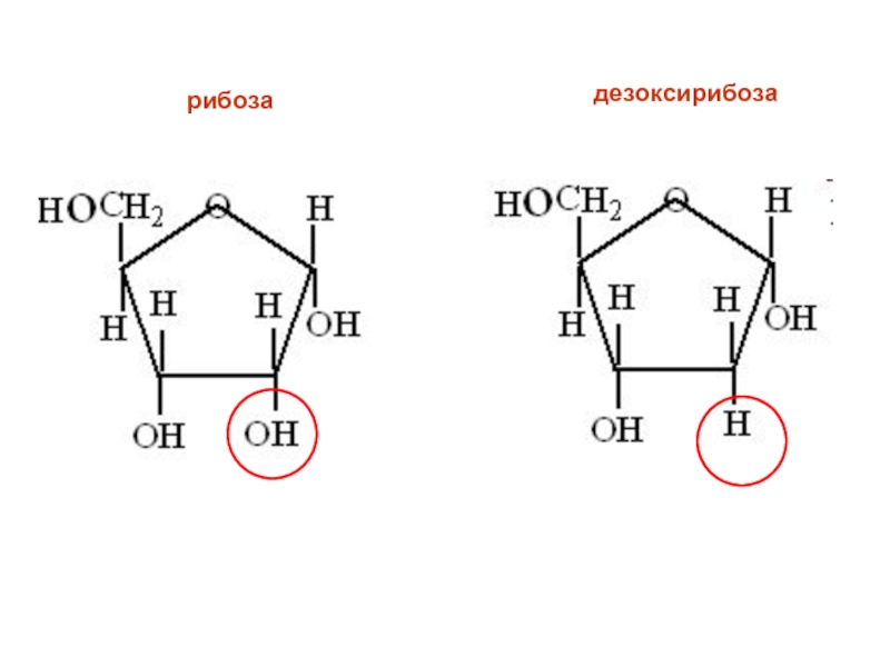 Рибоза и дезоксирибоза схема