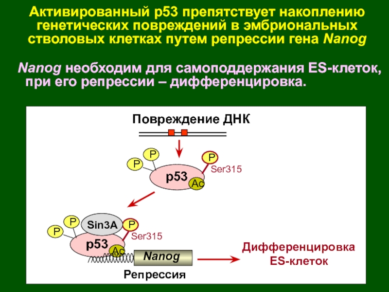 Активированный р53 препятствует накоплению генетических повреждений в эмбриональныхстволовых клетках путем репрессии гена NanogNanog необходим для самоподдержания ES-клеток,