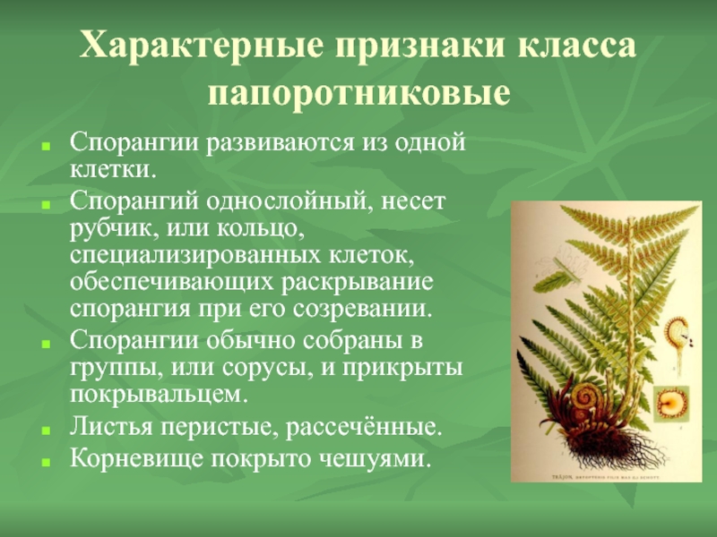 Признаки папоротников. Признаки щитовника мужского. Характерные признаки папоротниковидных. Для папоротников характерно. Особенности щитовника.