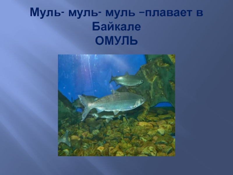 Кто плавает в Байкале. Азбука Байкала. Загадки про Байкальского омуля. Байкальский омуль регресс или Прогресс.