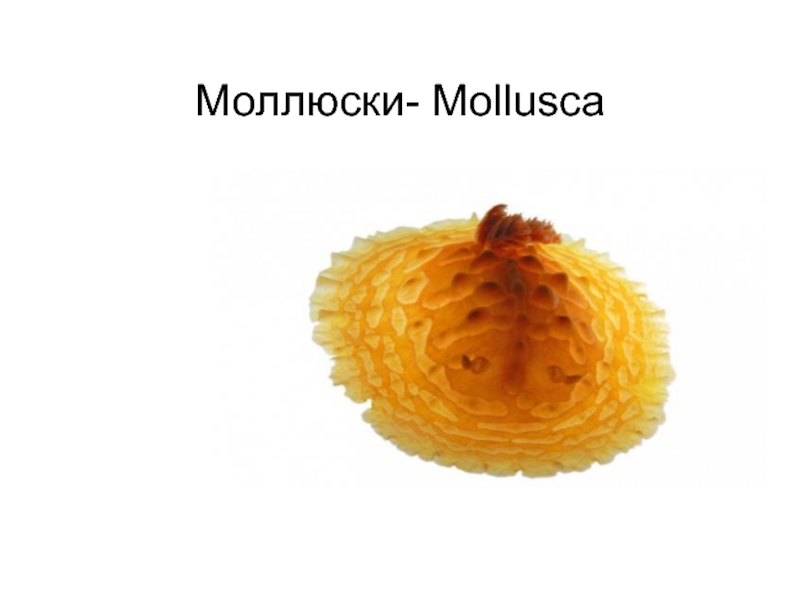 Презентация Моллюски- Mollusca