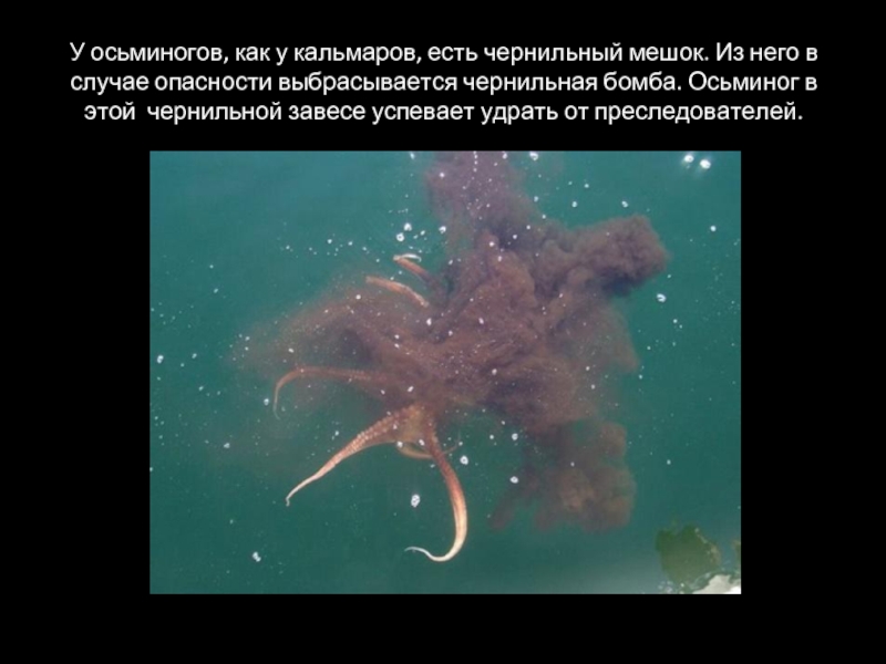 У осьминогов, как у кальмаров, есть чернильный мешок. Из него в случае опасности выбрасывается чернильная бомба. Осьминог