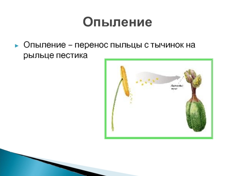 Опыление окружающий 3. Опыление. Опыление растений. Способы переноса пыльцы. Перенос пыльцы с тычинок на рыльце.