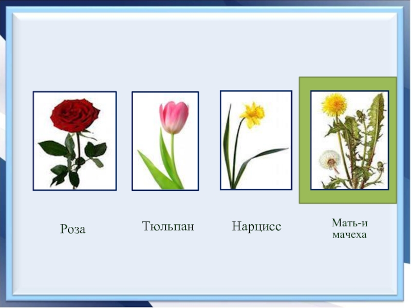 Одуванчик схема слова