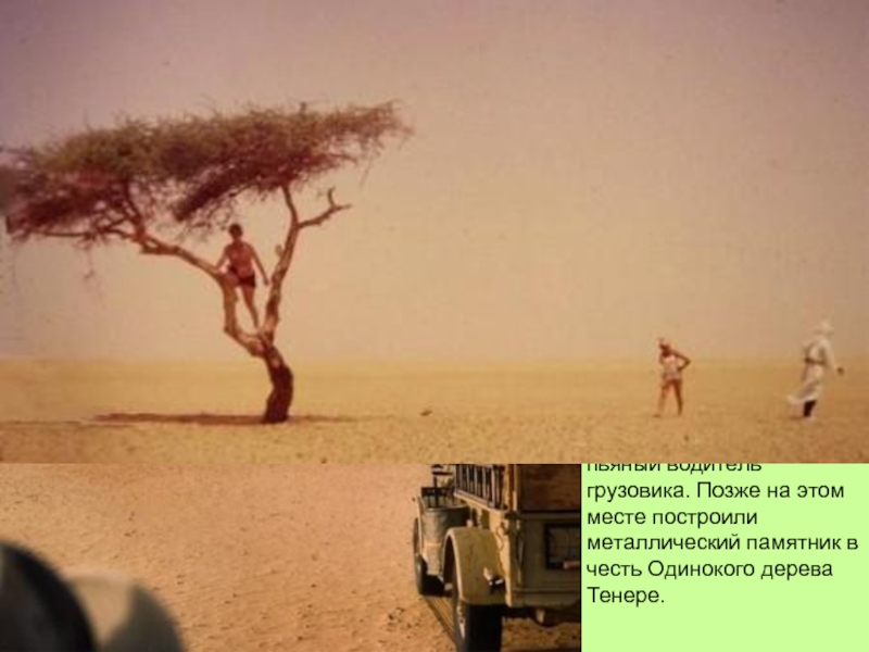 Дерево Тенере- это одинокая акация, растущая в пустыне Сахара в Нигере. Дереву было более 300 лет и