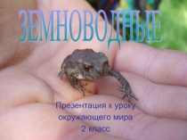 Земноводные (2 класс)