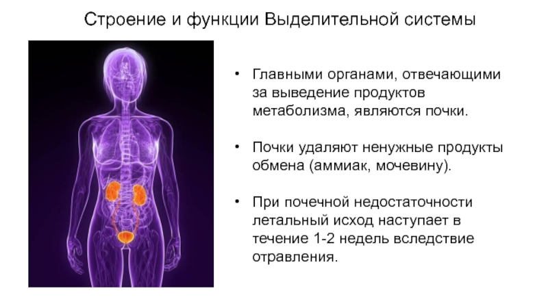 Строение и функции почек 8 класс презентация