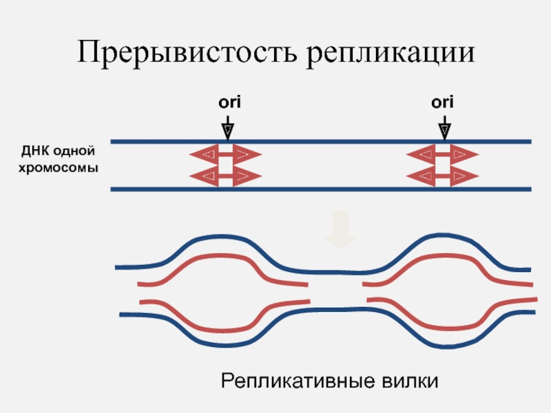 Сколько днк в 1 хромосоме. Прерывистость репликации ДНК. Репликативная вилка ДНК. Репликативные вилки. Репликативная транспозиция.