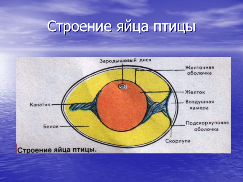 Рисунок яйца птицы с обозначениями