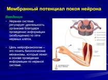 Мембранный потенциал покоя нейрона