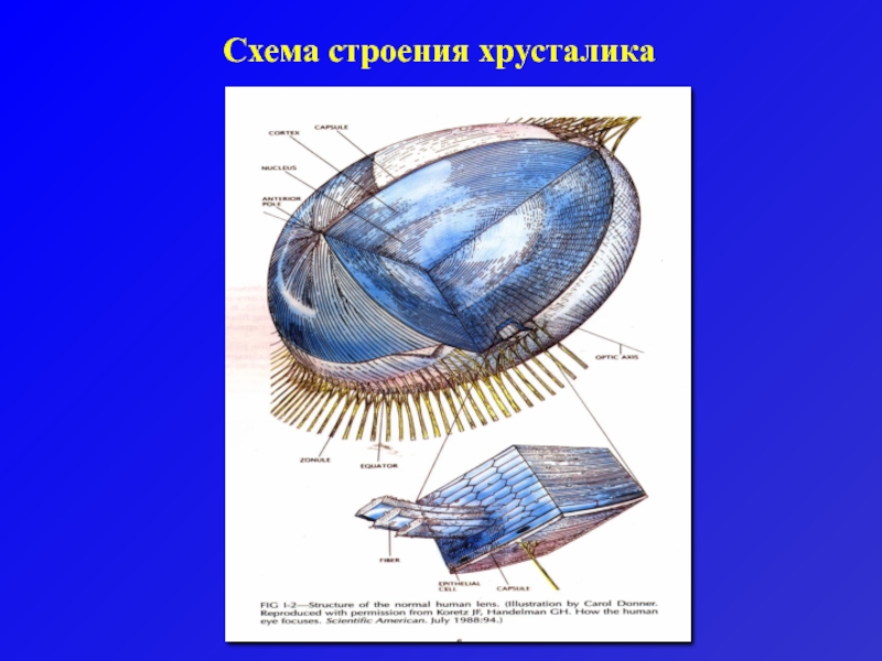 Хрусталик на схеме