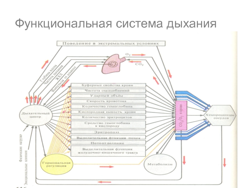 Схема функциональной системы физиология