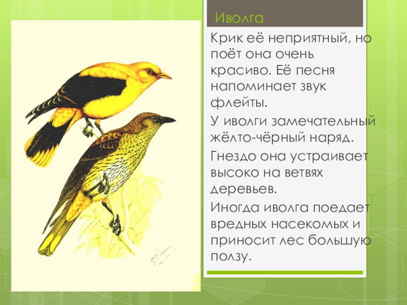 Иволга составить слова. Иволга. Иволга описание. Иволга птица описание. Иволга крик.